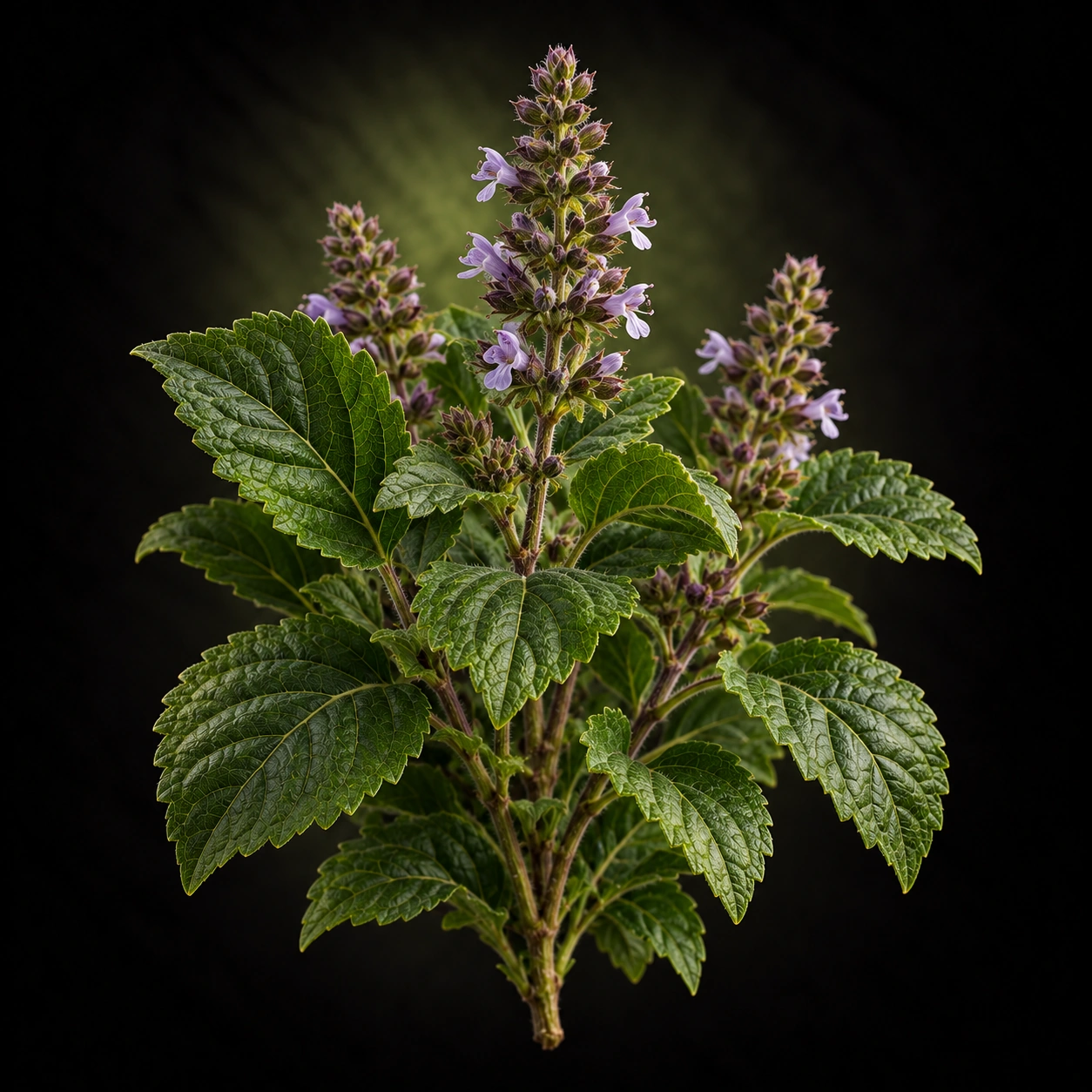 Patchouli