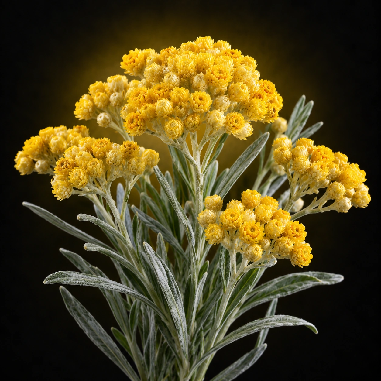 Helichrysum Italicum