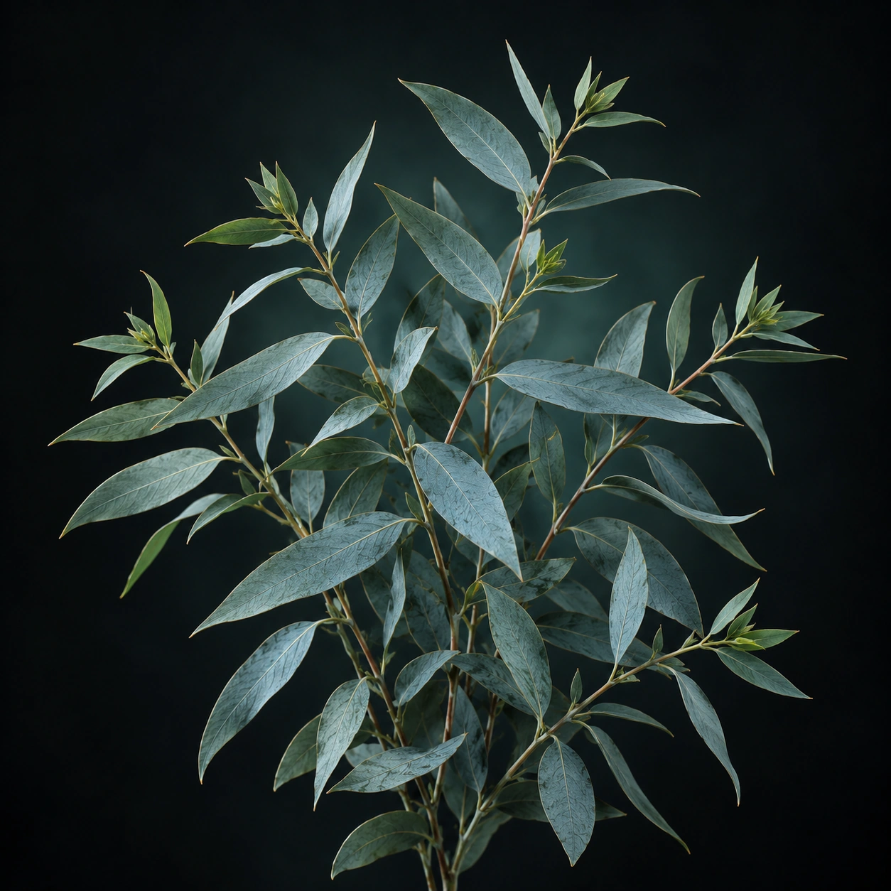 Eucalyptus Globulus